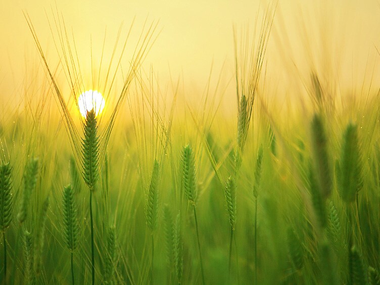 Close up of green wheat field in backdrop of sunrise