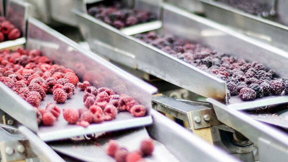 Raspberries and blueberries on a conveyor belt