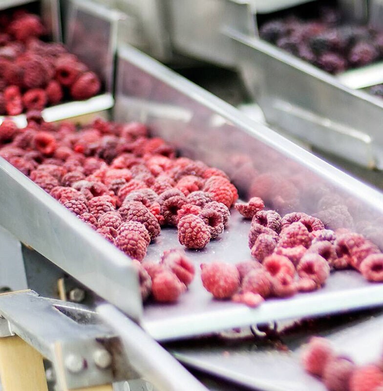 Raspberries and blueberries being sorted in a factory