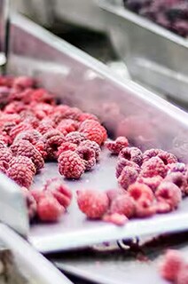 Raspberries and blueberries being sorted in a factory