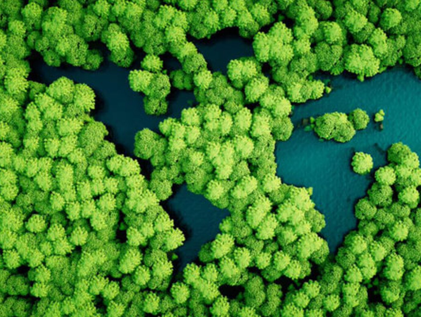 Aerial top view background forest, Texture of mangrove forest
